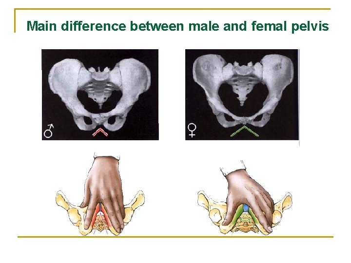 Main difference between male and femal pelvis 