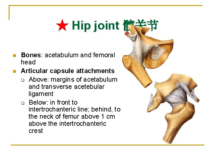 ★ Hip joint 髋关节 n n Bones: acetabulum and femoral head Articular capsule attachments