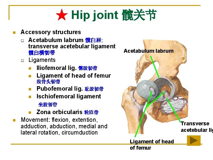 ★ Hip joint 髋关节 n Accessory structures q Acetabulum labrum 髋臼唇; transverse acetebular ligament