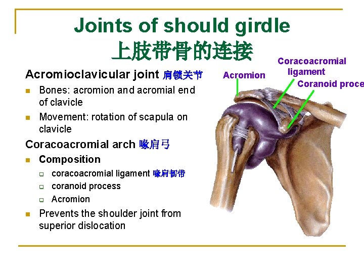 Joints of should girdle 上肢带骨的连接 Coracoacromial Acromioclavicular joint 肩锁关节 n n Bones: acromion and