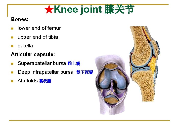 ★Knee joint 膝关节 Bones: n lower end of femur n upper end of tibia
