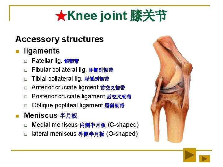 ★Knee joint 膝关节 Accessory structures n ligaments q q q n Patellar lig. 髌韧带