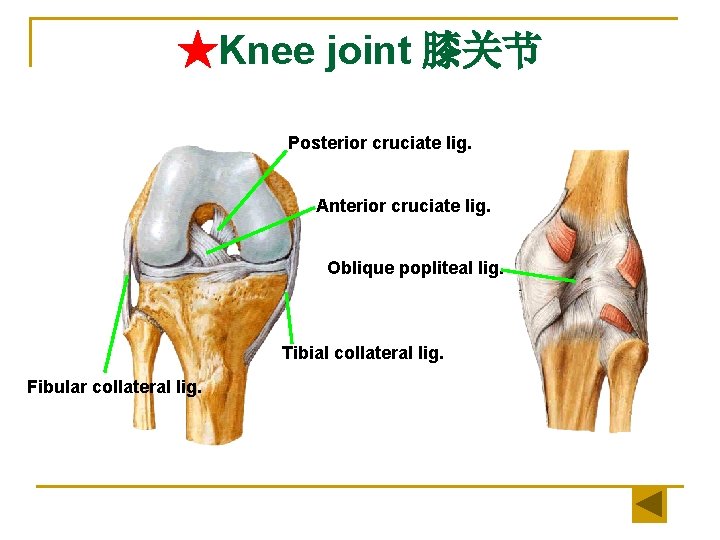 ★Knee joint 膝关节 Posterior cruciate lig. Anterior cruciate lig. Oblique popliteal lig. Tibial collateral