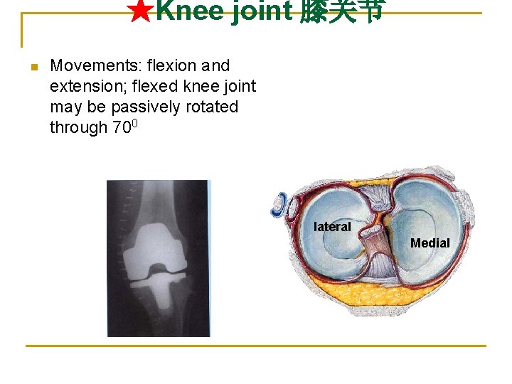 ★Knee joint 膝关节 n Movements: flexion and extension; flexed knee joint may be passively