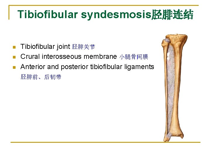 Tibiofibular syndesmosis胫腓连结 n n n Tibiofibular joint 胫腓关节 Crural interosseous membrane 小腿骨间膜 Anterior and