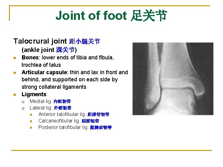 Joint of foot 足关节 Talocrural joint 距小腿关节 (ankle joint 踝关节) n n n Bones: