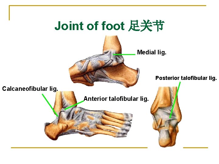 Joint of foot 足关节 Medial lig. Posterior talofibular lig. Calcaneofibular lig. Anterior talofibular lig.