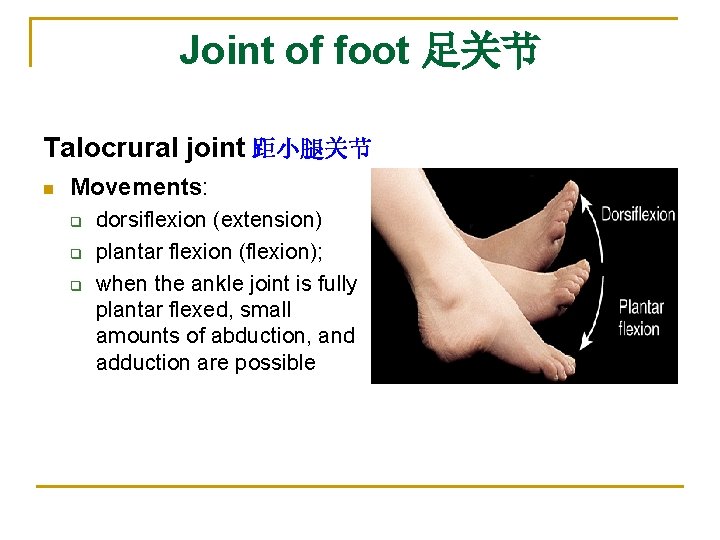 Joint of foot 足关节 Talocrural joint 距小腿关节 n Movements: q q q dorsiflexion (extension)