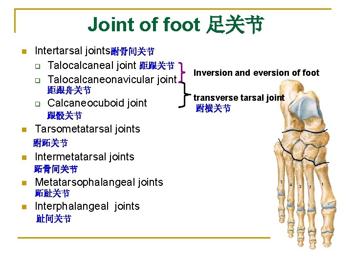 Joint of foot 足关节 n Intertarsal joints跗骨间关节 q Talocalcaneal joint 距跟关节 q Talocalcaneonavicular joint