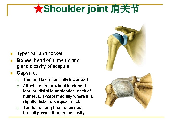 ★Shoulder joint 肩关节 n n n Type: ball and socket Bones: head of humerus