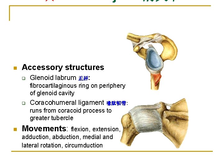 n Accessory structures q Glenoid labrum 盂唇: fibrocartilaginous ring on periphery of glenoid cavity