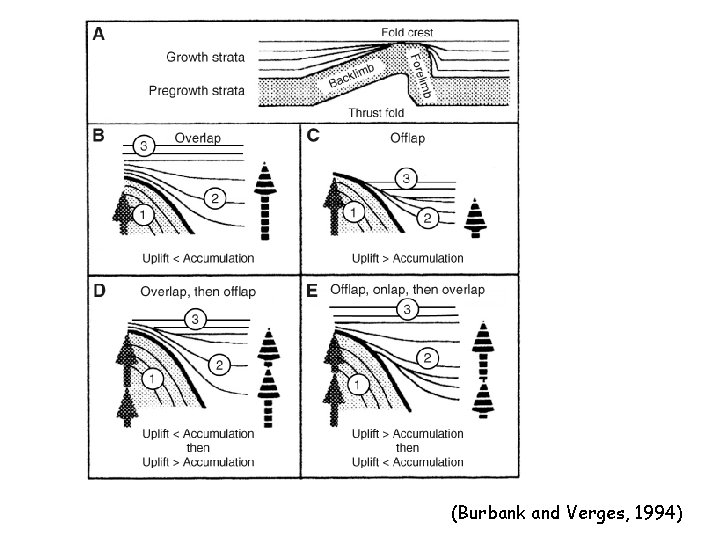 (Burbank and Verges, 1994) 
