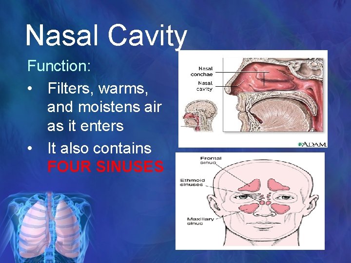 Nasal Cavity Function: • Filters, warms, and moistens air as it enters • It