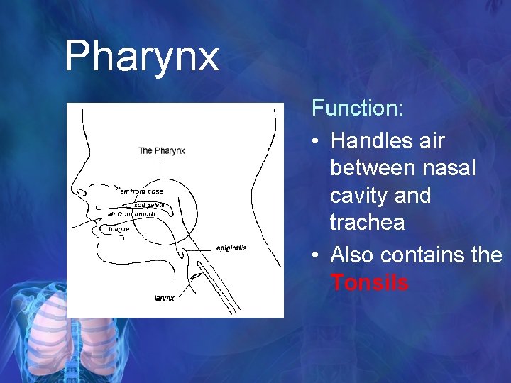 Pharynx Function: • Handles air between nasal cavity and trachea • Also contains the
