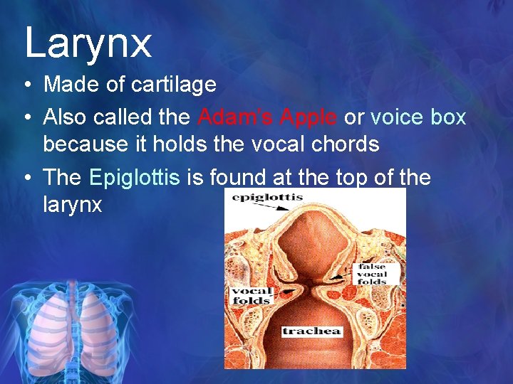 Larynx • Made of cartilage • Also called the Adam’s Apple or voice box