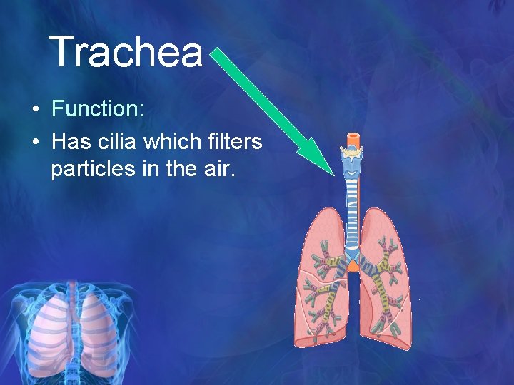 Trachea • Function: • Has cilia which filters particles in the air. 