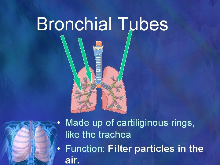 Bronchial Tubes • Made up of cartiliginous rings, like the trachea • Function: Filter