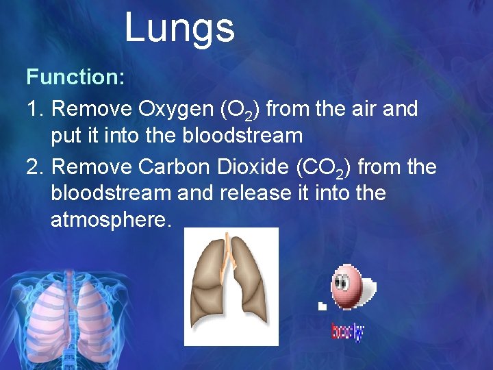 Lungs Function: 1. Remove Oxygen (O 2) from the air and put it into