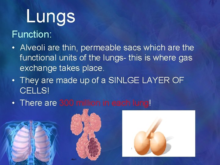 Lungs Function: • Alveoli are thin, permeable sacs which are the functional units of
