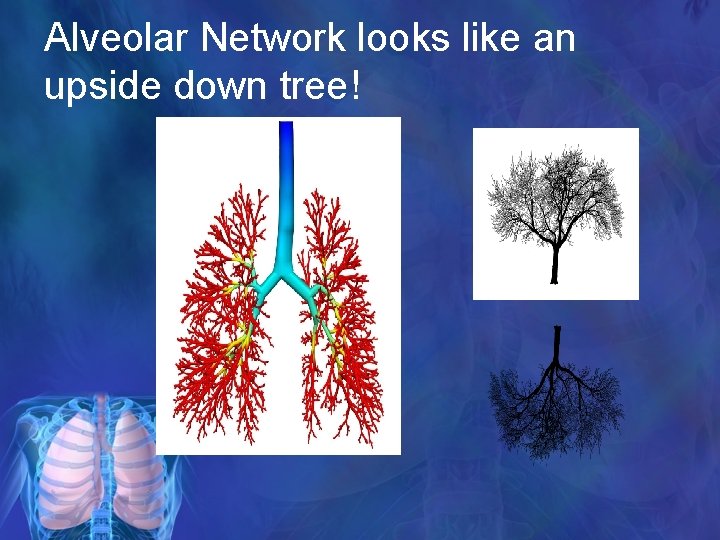 Alveolar Network looks like an upside down tree! 