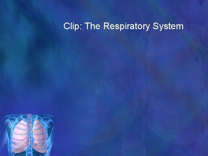 Clip: The Respiratory System 