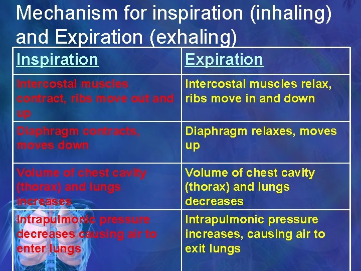 Mechanism for inspiration (inhaling) and Expiration (exhaling) Inspiration Expiration Intercostal muscles relax, contract, ribs