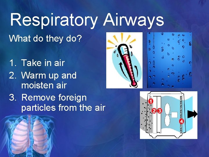 Respiratory Airways What do they do? 1. Take in air 2. Warm up and