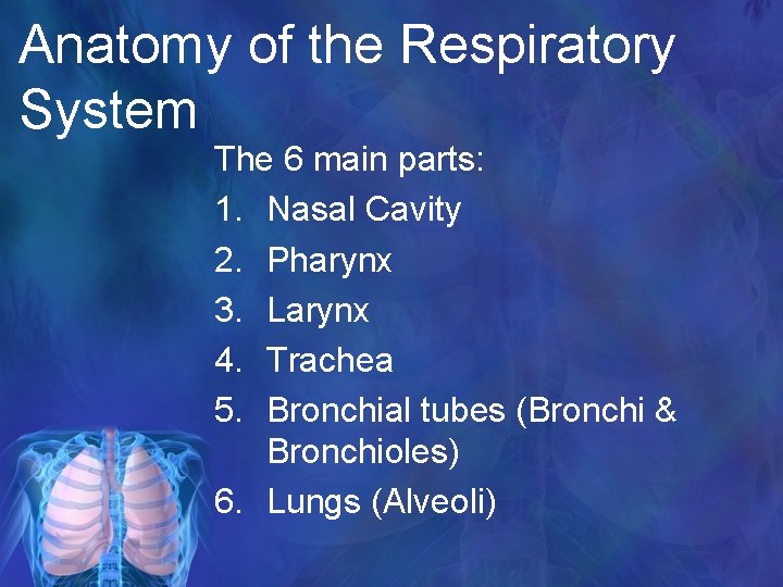 Anatomy of the Respiratory System The 6 main parts: 1. Nasal Cavity 2. Pharynx
