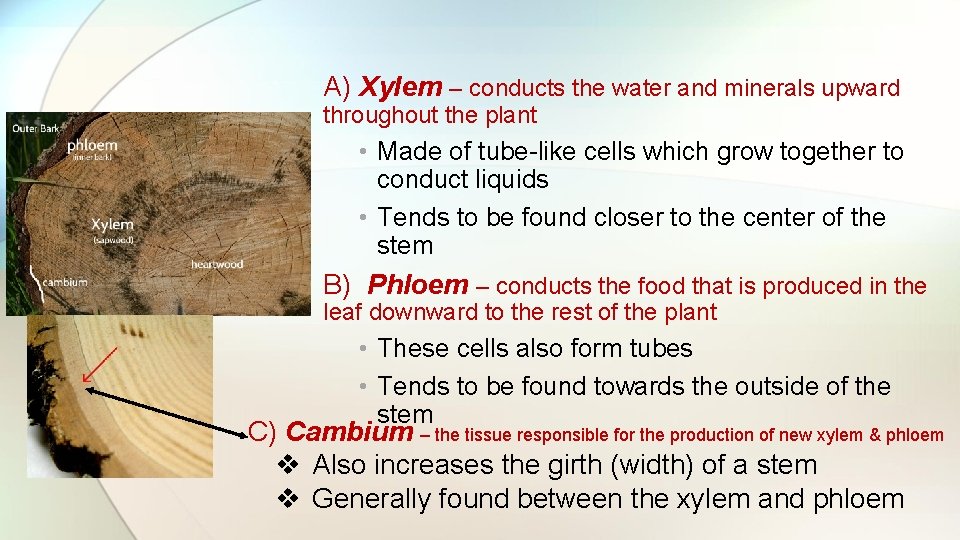 A) Xylem – conducts the water and minerals upward throughout the plant • Made