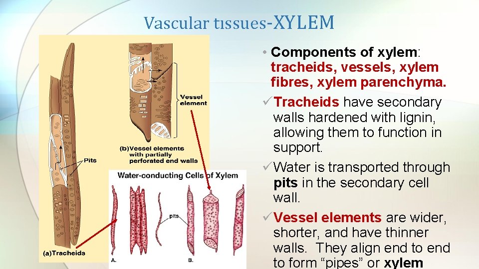 Vascular tıssues-XYLEM • Components of xylem: tracheids, vessels, xylem fibres, xylem parenchyma. üTracheids have