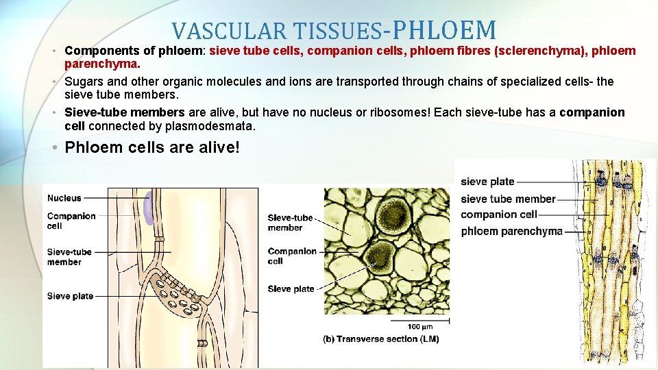 VASCULAR TISSUES-PHLOEM • Components of phloem: sieve tube cells, companion cells, phloem fibres (sclerenchyma),