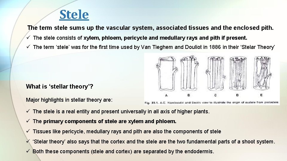 Stele The term stele sums up the vascular system, associated tissues and the enclosed