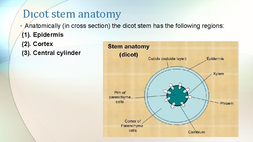 Dıcot stem anatomy • Anatomically (in cross section) the dicot stem has the following