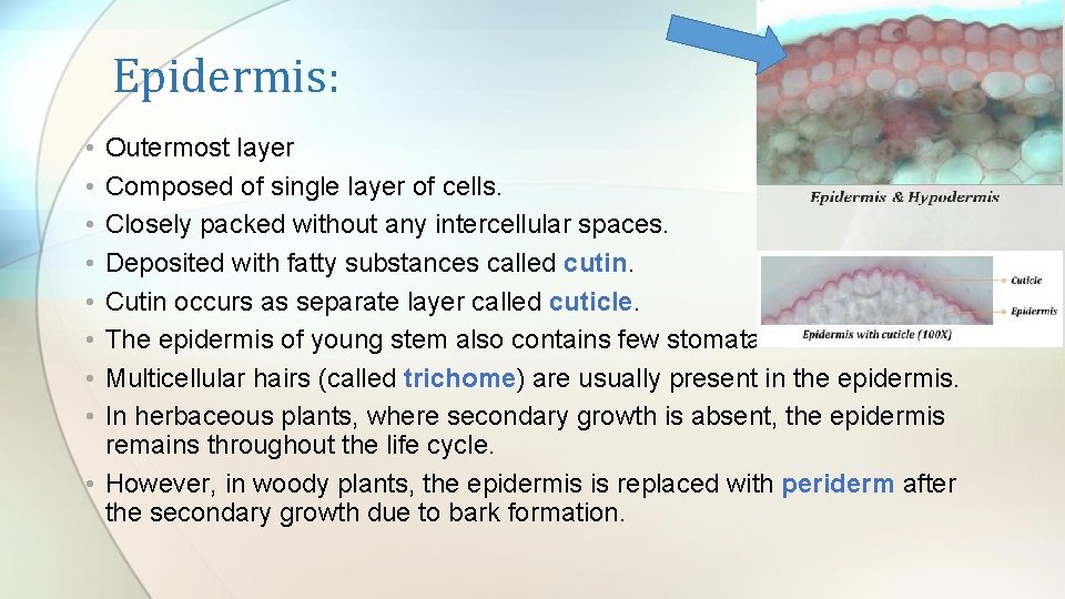 Epidermis: • • Outermost layer Composed of single layer of cells. Closely packed without