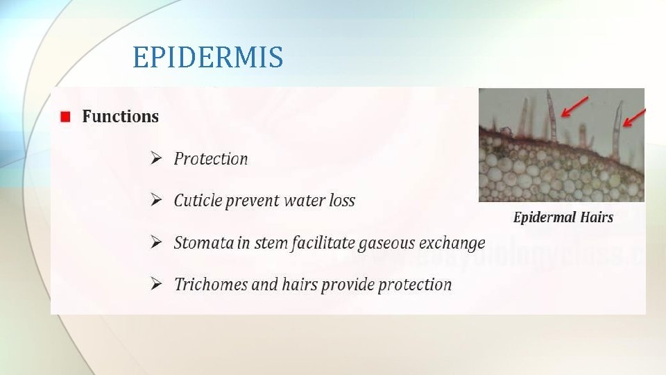 EPIDERMIS 