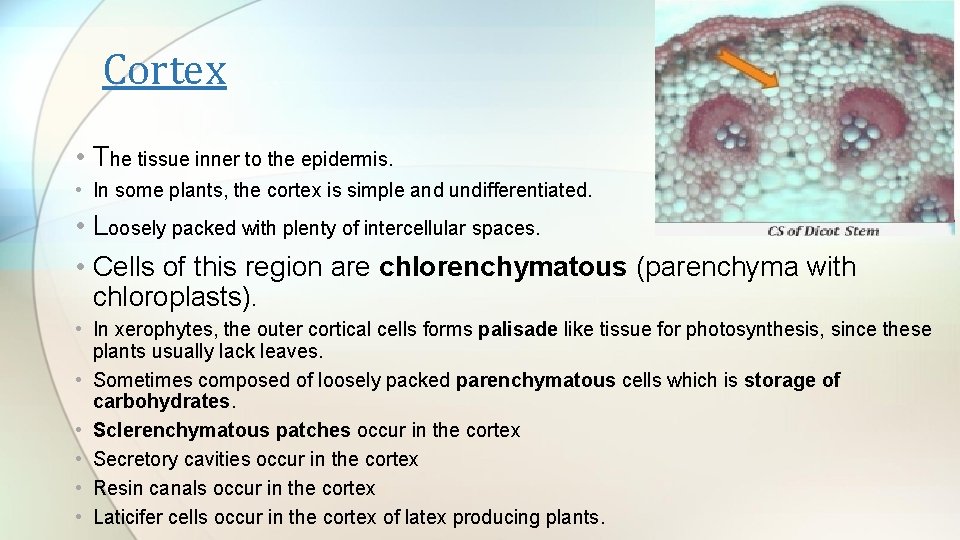 Cortex • The tissue inner to the epidermis. • In some plants, the cortex