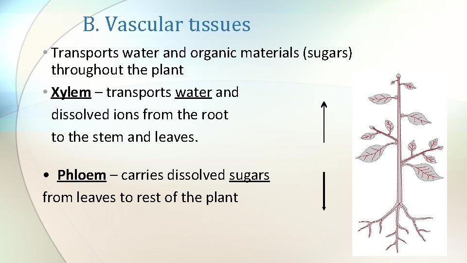 B. Vascular tıssues • Transports water and organic materials (sugars) throughout the plant •