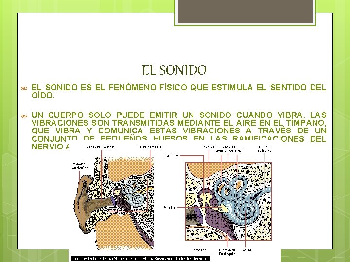 EL SONIDO ES EL FENÓMENO FÍSICO QUE ESTIMULA EL SENTIDO DEL OÍDO. UN CUERPO