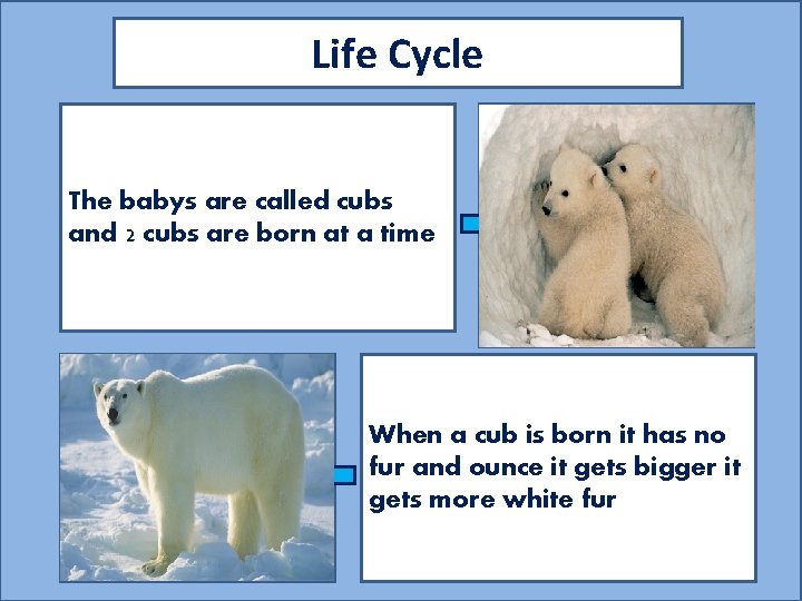 Life Cycle The babys are called cubs and 2 cubs are born at a