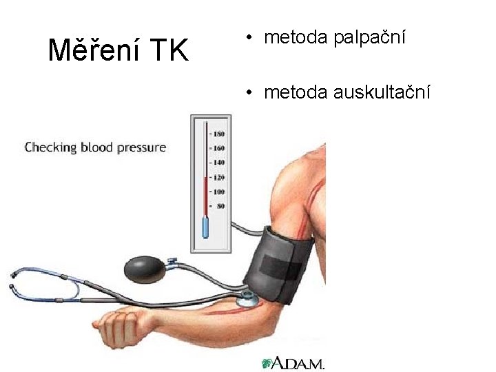 Měření TK • metoda palpační • metoda auskultační 