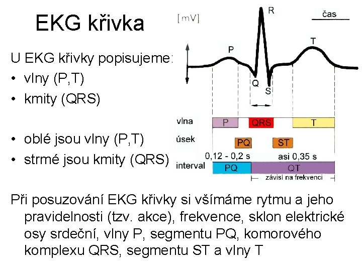 EKG křivka U EKG křivky popisujeme: • vlny (P, T) • kmity (QRS) •