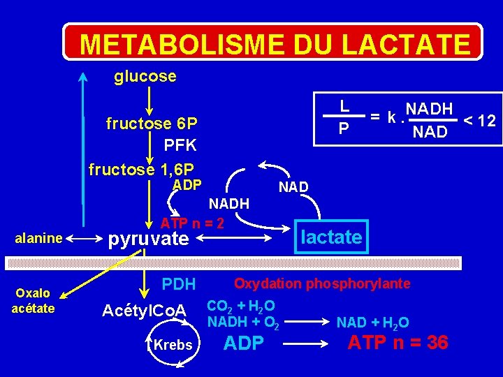 METABOLISME DU LACTATE glucose L P fructose 6 P PFK fructose 1, 6 P