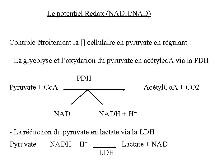 Le potentiel Redox (NADH/NAD) Contrôle étroitement la [] cellulaire en pyruvate en régulant :