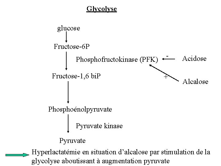 Glycolyse glucose Fructose-6 P Phosphofructokinase (PFK) Fructose-1, 6 bi. P + Acidose Alcalose Phosphoénolpyruvate