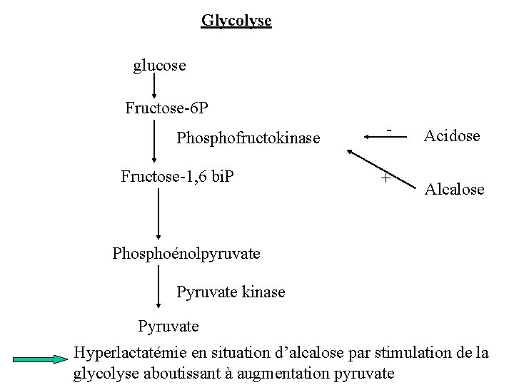 Glycolyse glucose Fructose-6 P Phosphofructokinase Fructose-1, 6 bi. P + Acidose Alcalose Phosphoénolpyruvate Pyruvate