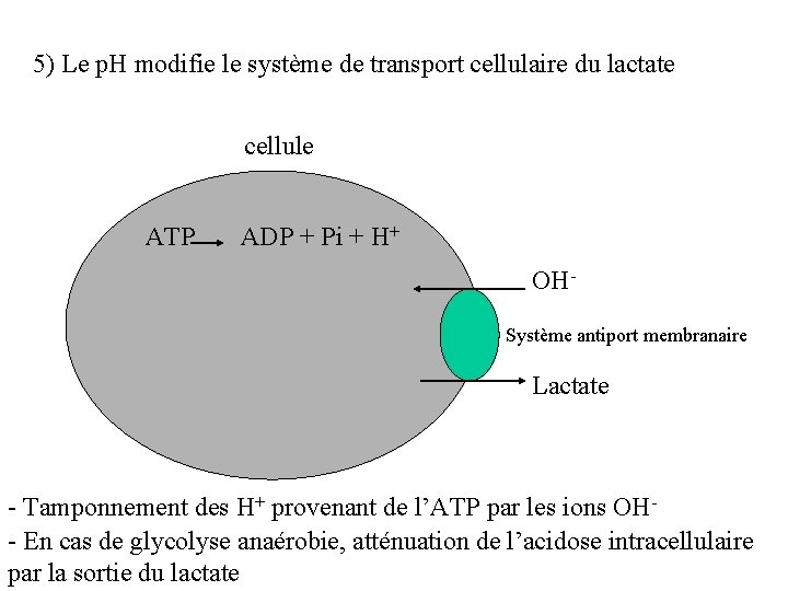 5) Le p. H modifie le système de transport cellulaire du lactate cellule ATP