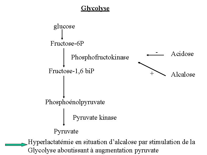 Glycolyse glucose Fructose-6 P - Phosphofructokinase Fructose-1, 6 bi. P + Acidose Alcalose Phosphoénolpyruvate