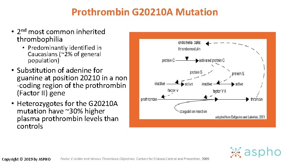 Prothrombin G 20210 A Mutation • 2 nd most common inherited thrombophilia • Predominantly Prothrombin G 20210 A Mutation • 2 nd most common inherited thrombophilia • Predominantly