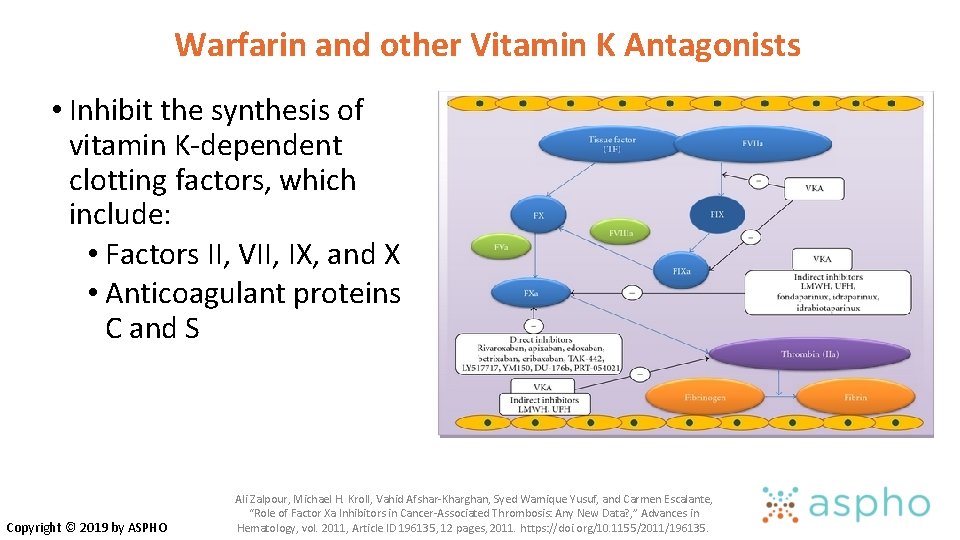 Warfarin and other Vitamin K Antagonists • Inhibit the synthesis of vitamin K-dependent clotting Warfarin and other Vitamin K Antagonists • Inhibit the synthesis of vitamin K-dependent clotting