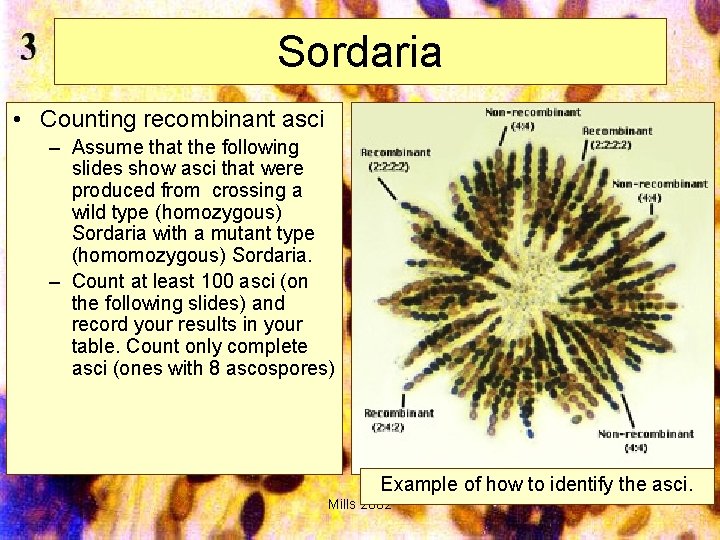 Sordaria • Counting recombinant asci – Assume that the following slides show asci that